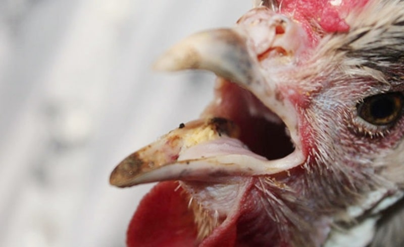 Có nhiều nguyên nhân dẫn đến bệnh khò khè ở gà đá