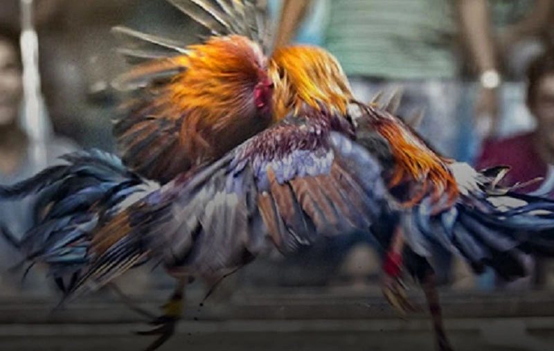 Hình ảnh chiến kê dũng mãnh trước giờ thi đấu tại trường gà Thomo