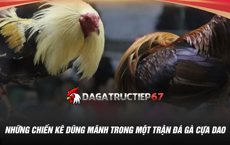 Những chiến kê dũng mãnh trong một trận đá gà cựa dao