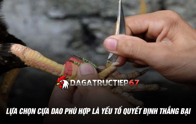 Lựa chọn cựa dao phù hợp là yếu tố quyết định thắng bại