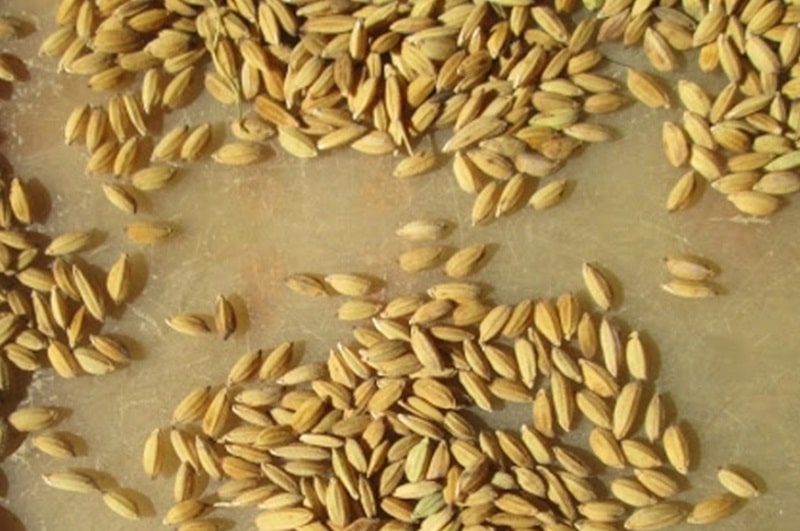 Lúa là một nguồn thức ăn chính, quan trọng để nuôi gà đá mau tới pin