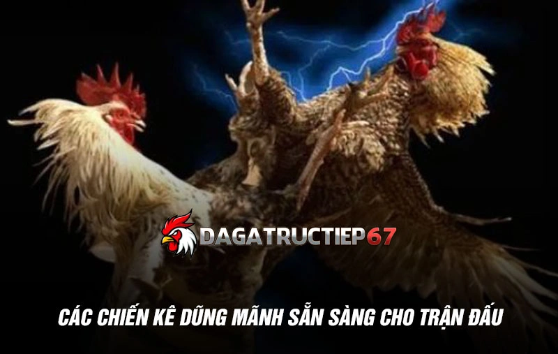 Các chiến kê dũng mãnh sẵn sàng cho trận đấu