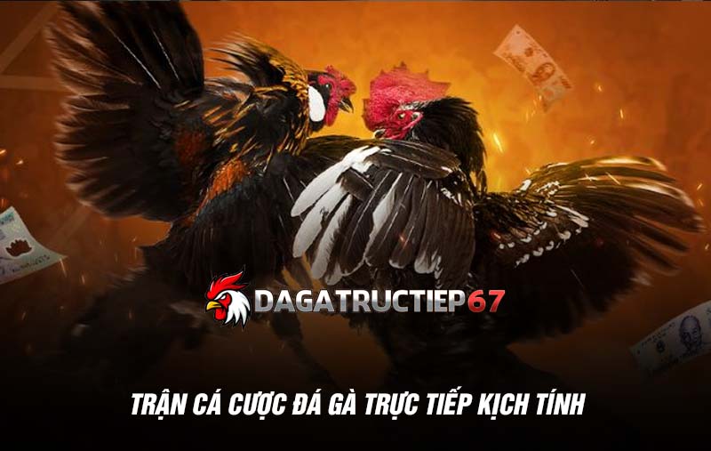 Trận cá cược đá gà trực tiếp kịch tính