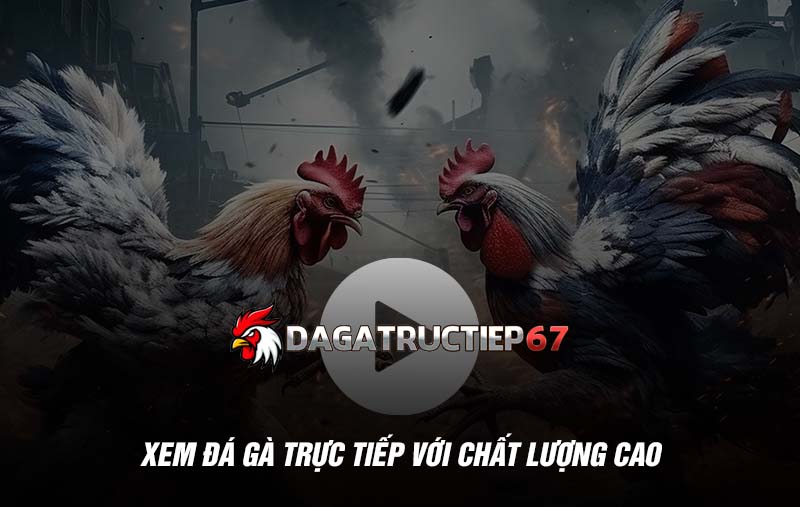 Xem đá gà trực tiếp với chất lượng cao